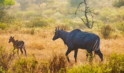 Image showing Nilgai or blue bull is the largest Asian antelope and is endemic