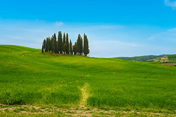 Image showing Beautiful spring minimalistic landscape with Italian Cypress in Tuscany