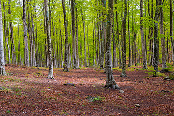 Image showing Woods in Amiata Mountain in spring season, Tuscany