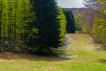 Image showing Trees in Amiata Mountain in spring season, Tuscany