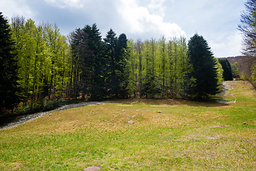 Image showing Trees in Amiata Mountain in spring season, Tuscany