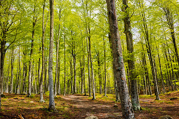 Image showing Woods in Amiata Mountain in spring season, Tuscany