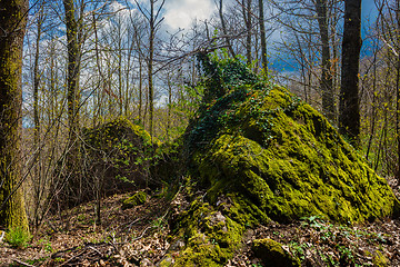 Image showing Big stone with moss on Amiata Mountain, Tuscany