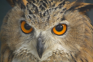 Image showing Owl