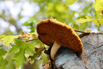 Image showing Mushroom on the tree