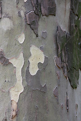 Image showing Platan bark