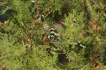 Image showing Shined thuja