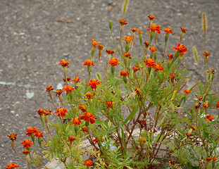 Image showing Tagetes