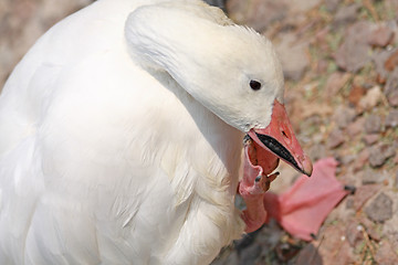 Image showing Funny goose