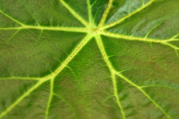 Image showing Gynura leaf