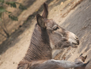 Image showing Donkey