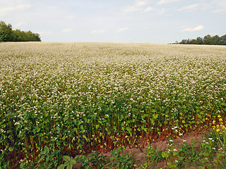 Image showing Flowering Buckwheat Field