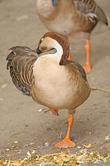 Image showing Cleaning wings