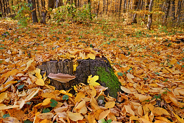 Image showing Mushroom tinder on a stump in forest in lovely autumn day