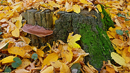 Image showing Mushroom tinder on a stump in autumn