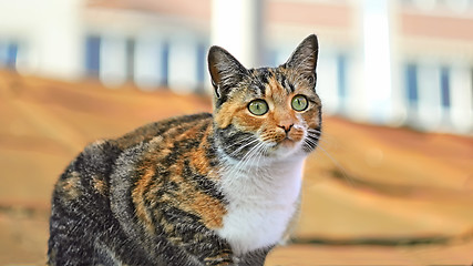 Image showing Beautiful tabby kitten with green eyes on the roof