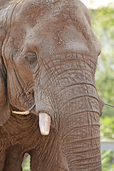 Image showing Old elephant