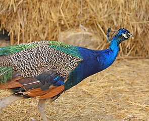 Image showing Running peacock