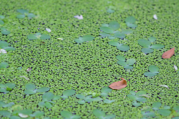 Image showing Duckweed