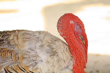 Image showing Gobbler