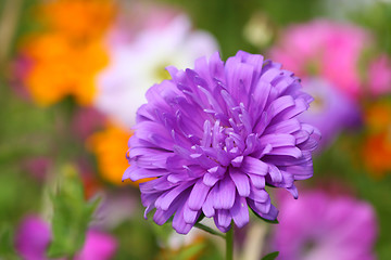 Image showing Purple aster