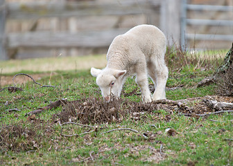 Image showing young baby lamb