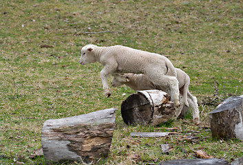 Image showing young baby lamb jumping