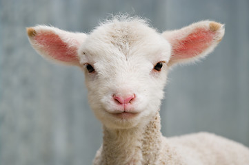 Image showing young baby lamb