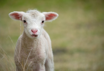 Image showing young baby lamb