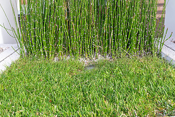 Image showing Reed Bamboo