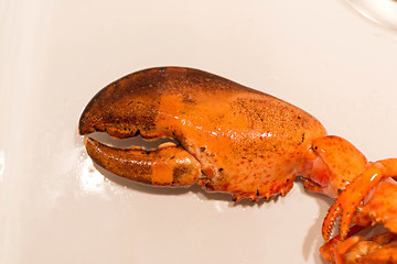 Image showing Claw Lobster