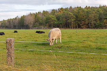 Image showing Grazing Cow