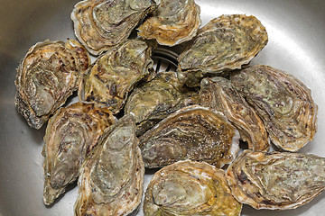 Image showing Bunch of Oysters