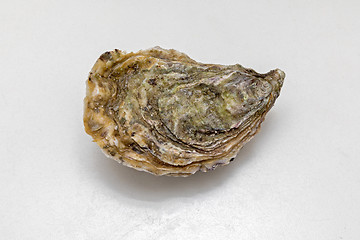 Image showing Oyster at Table