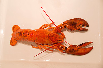 Image showing Lobster