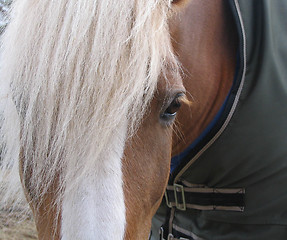 Image showing Shy Horse