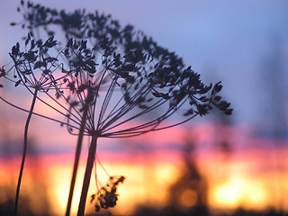 Image showing Sunrise Flower