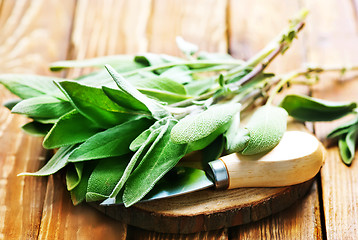 Image showing fresh sage