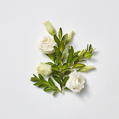 Image showing Greeting card beautiful white roses with evergreen twigs.