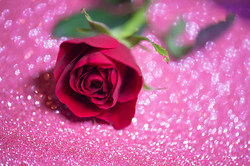 Image showing Rose over pink abstract background with bokeh