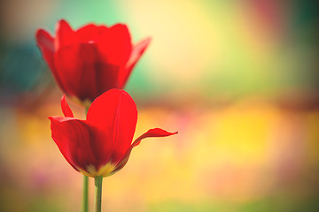 Image showing beautiful red tulips in the park