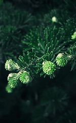 Image showing Coniferous Background With Fresh Shoots Of Fir 