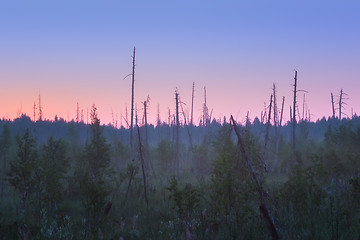 Image showing Misty Morning In The Forest Swamp