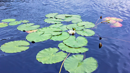 Image showing White Water Lily Flower In Bloom Among Leaves On A Blue Lake Sur