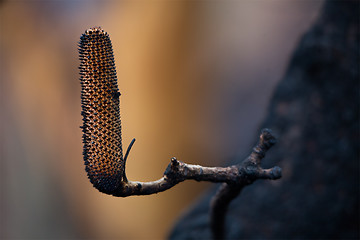Image showing Charred flower pods after bush fire in Australia