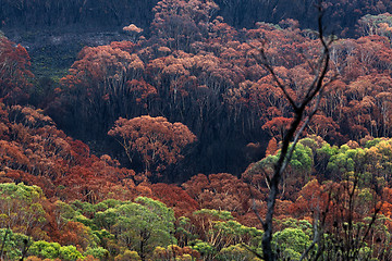 Image showing Burnt bush land after summer fires in Australia