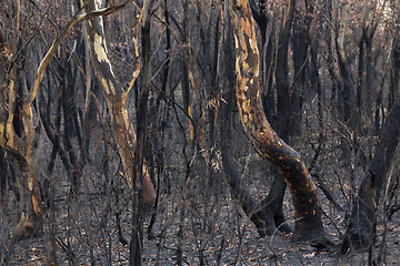 Image showing Australian bush fires burnt landscape of trees