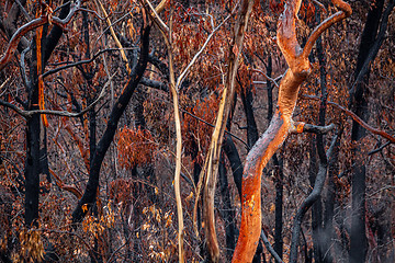 Image showing Burnt and charred bush land in Australia after bush fires