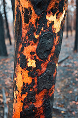 Image showing Tree with charred burnt patterns on its trunk after bushfires