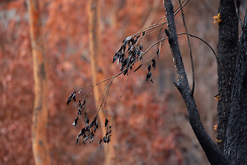 Image showing Burnt blackened leaves against a backdrop of browned leaves, aft